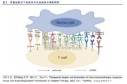 新兴生物技术专题报告：从肿瘤免疫治疗迭代看PD，1CTLA，4VEGF三抗（20页）