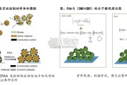 新型水性粘结剂行业报告：PAA粘结剂（34页）
