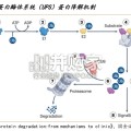 靶蛋白降解行业报告：下一代颠覆性创新疗法（76页）