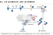 靶蛋白降解行业报告：下一代颠覆性创新疗法（76页）