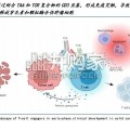 T细胞衔接器TCE行业报告：血液瘤商业化兑现、自免接棒，实体瘤静待技术进一步突破（52页）
