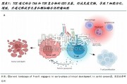 T细胞衔接器TCE行业报告：血液瘤商业化兑现、自免接棒，实体瘤静待技术进一步突破（52页）